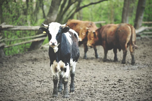 Bulls de pé na lama — Fotografia de Stock