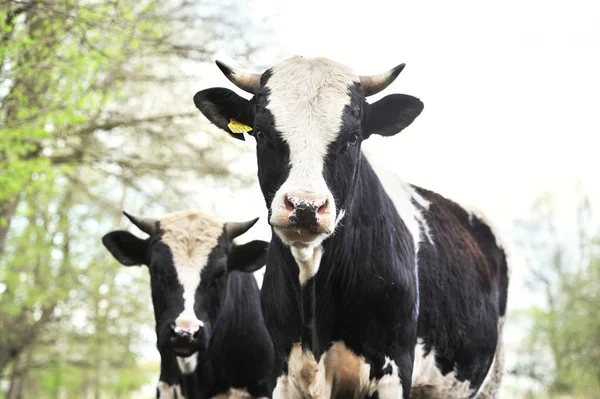 Stiere stehen im Schlamm — Stockfoto