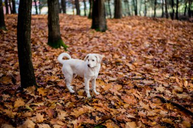 Beyaz labrador tipli, kırma, sonbahar ormanlarında yapraklarla dolu bir köpek..