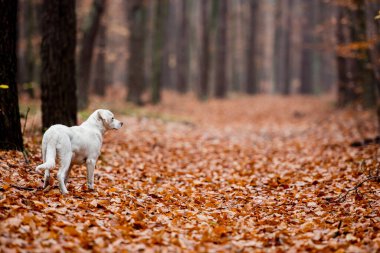 Beyaz labrador tipli, kırma, sonbahar ormanlarında yapraklarla dolu bir köpek..