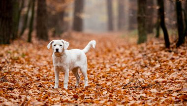 Beyaz labrador tipli, kırma, sonbahar ormanlarında yapraklarla dolu bir köpek..