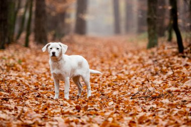 Beyaz labrador tipli, kırma, sonbahar ormanlarında yapraklarla dolu bir köpek..