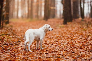 Beyaz labrador tipli, kırma, sonbahar ormanlarında yapraklarla dolu bir köpek..
