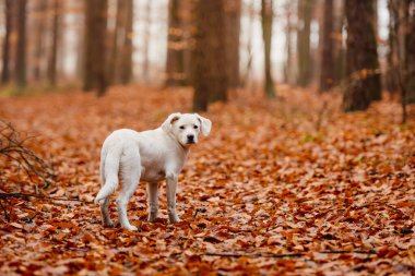 Beyaz labrador tipli, kırma, sonbahar ormanlarında yapraklarla dolu bir köpek..