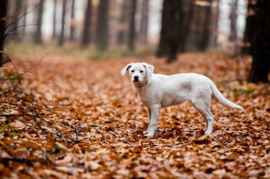 Beyaz labrador tipli, kırma, sonbahar ormanlarında yapraklarla dolu bir köpek..