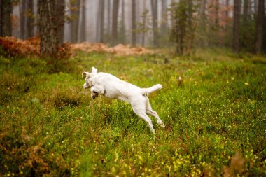 Beyaz labrador tipli, kırma, sonbahar ormanlarında yapraklarla dolu bir köpek..