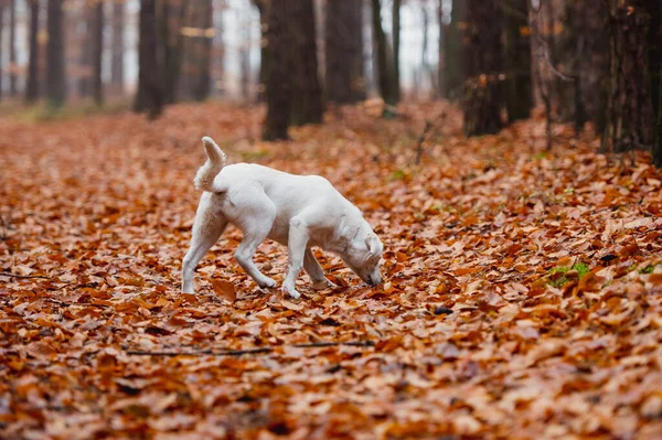 White labrador type, mongrel, dog in autumn forest full of leaves.