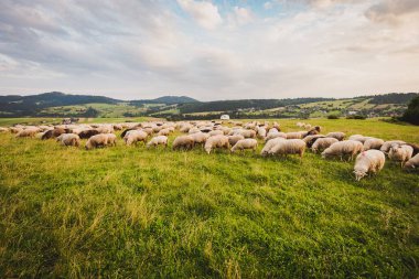 Güzel dağ çayırlarında koyun sürüsü. Grywad, Pieniny, Polonya. Dağlık arazide manzaralı bir arka plan.
