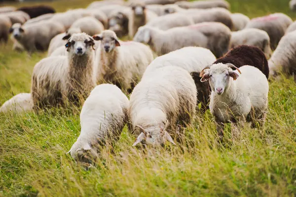 Güzel dağ çayırlarında koyun sürüsü. Grywad, Pieniny, Polonya. Dağlık arazide manzaralı bir arka plan.