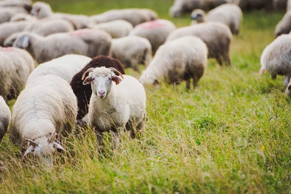 Güzel dağ çayırlarında koyun sürüsü. Grywad, Pieniny, Polonya. Dağlık arazide manzaralı bir arka plan.