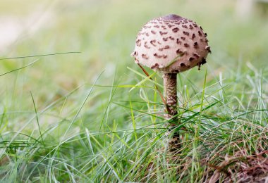 Ormanda uçurtma mantarı. Doğal ortamda organik gıdalar.