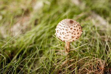 Ormanda uçurtma mantarı. Doğal ortamda organik gıdalar.