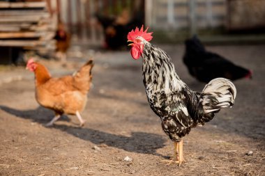 Güneşli bir günde geleneksel tavuk çiftliğinde horoz ve tavuklar. Serbest tarım kümes hayvanları konsepti.