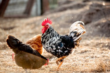 Güneşli bir günde geleneksel tavuk çiftliğinde horoz ve tavuklar. Serbest tarım kümes hayvanları konsepti.
