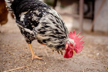 Güneşli bir günde geleneksel tavuk çiftliğinde horoz ve tavuklar. Serbest tarım kümes hayvanları konsepti.