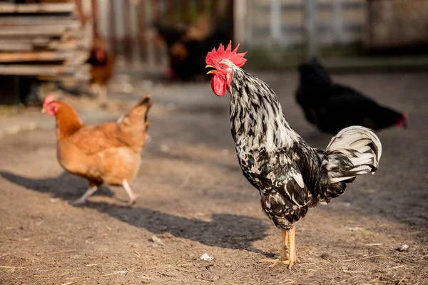 Güneşli bir günde geleneksel tavuk çiftliğinde horoz ve tavuklar. Serbest tarım kümes hayvanları konsepti.