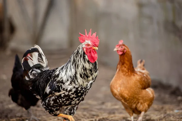 Haan Kippen Traditionele Vrije Uitloop Pluimveehouderij Een Zonnige Dag Begrip — Stockfoto