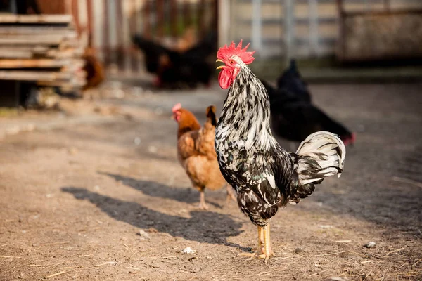 Güneşli Bir Günde Geleneksel Tavuk Çiftliğinde Horoz Tavuklar Serbest Tarım — Stok fotoğraf