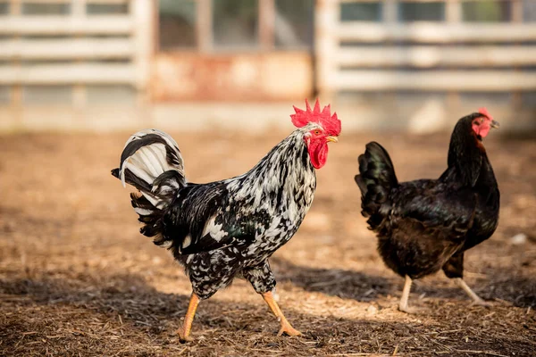 Κόκορας Και Κοτόπουλα Στην Παραδοσιακή Φάρμα Πουλερικών Ελεύθερης Βοσκής Μια — Φωτογραφία Αρχείου