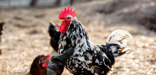 Güneşli Bir Günde Geleneksel Tavuk Çiftliğinde Horoz Tavuklar Serbest Tarım — Stok fotoğraf