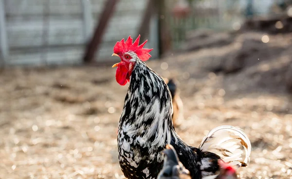 Güneşli Bir Günde Geleneksel Tavuk Çiftliğinde Horoz Tavuklar Serbest Tarım — Stok fotoğraf