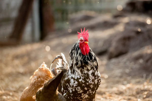 Güneşli Bir Günde Geleneksel Tavuk Çiftliğinde Horoz Tavuklar Serbest Tarım — Stok fotoğraf