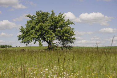 Çayırları ve ağaçları olan güzel bir ilkbahar manzarası. Polonya. Banliyö bölgesi.
