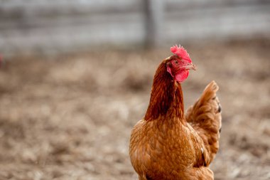 Geleneksel organik kümes hayvanlarında serbest tavuk.