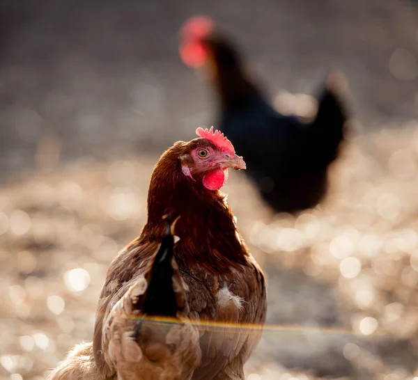 Geleneksel Organik Kümes Hayvanlarında Serbest Tavuk — Stok fotoğraf