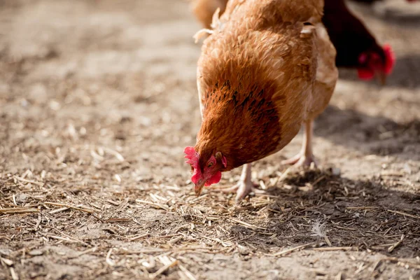 Vrije Uitloop Kip Een Traditionele Biologische Pluimveehouderij — Stockfoto