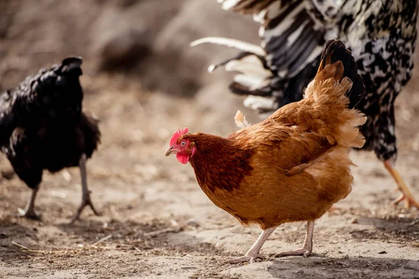 Κοτόπουλο Ελεύθερης Βοσκής Παραδοσιακή Βιολογική Πτηνοτροφία — Φωτογραφία Αρχείου