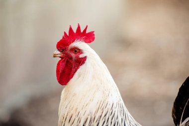 Beyaz horoz, organik tavuk çiftliği. Geleneksel kümes hayvanları.
