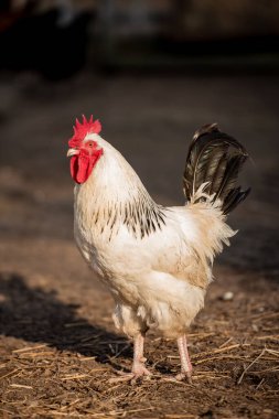 Beyaz horoz, organik tavuk çiftliği. Geleneksel kümes hayvanları.
