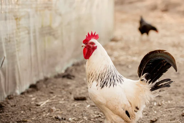 White Rooster Organic Chicken Farm Traditional Poultry — Stock Photo, Image