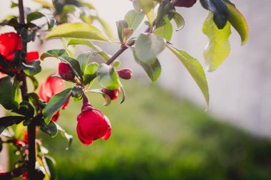 İlkbaharda kırmızı Japon ya da Çin çiçek açan ayva çiçekleri.