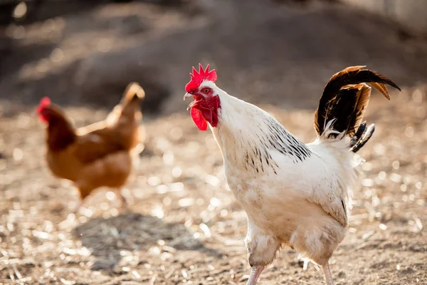 White Cock Rooster Walking Freely Nature Spring Male Chicken Bird — Stock Photo, Image