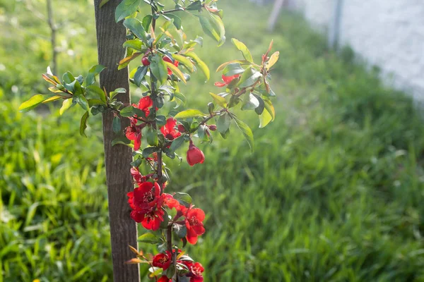 Japon ayva kuşu olarak da bilinen Chaenomeles Japon ayva çiçeğini, güneşli bir bahar bahçesindeki Maule ayvasını, güzel Japon çiçeklerinin çiçek arkaplanını, sakura 'yı kapatın..