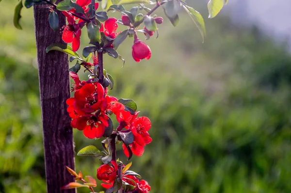 Japon ayva kuşu olarak da bilinen Chaenomeles Japon ayva çiçeğini, güneşli bir bahar bahçesindeki Maule ayvasını, güzel Japon çiçeklerinin çiçek arkaplanını, sakura 'yı kapatın..