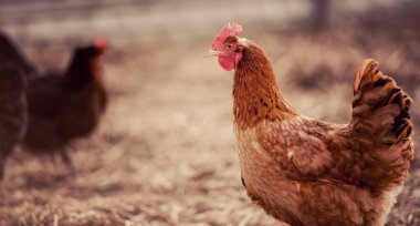 Bir tavuk (Gallus gallus domesticus çiftlik avlusu closeup)