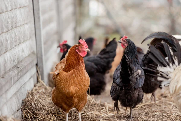 Bir Tavuk Gallus Gallus Domesticus Çiftlik Avlusu Closeup — Stok fotoğraf