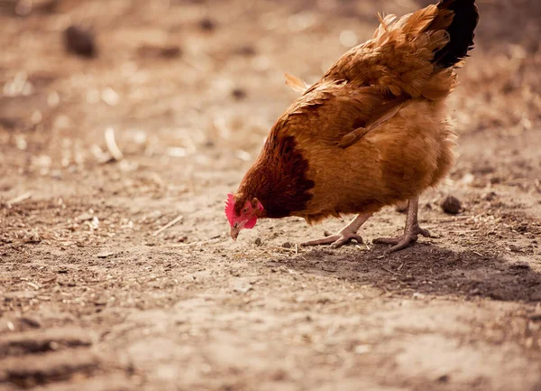 Primer Plano Una Gallina Corral Gallus Gallus Domesticus Imagen de stock