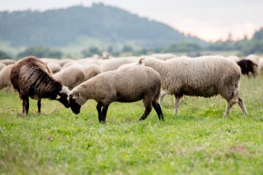 Güzel dağ çayırlarında koyun sürüsü. Grywad, Pieniny, Polonya.