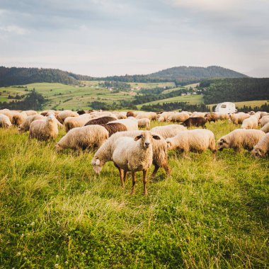 Güzel dağ çayırlarında koyun sürüsü. Grywad, Pieniny, Polonya.