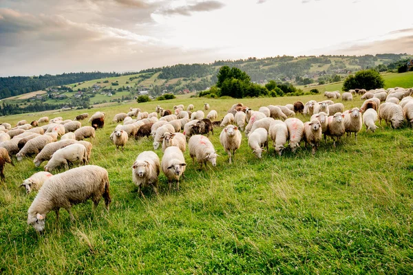 Stado Owiec Pięknej Górskiej Łące Grywad Pieniny Polska Obrazy Stockowe bez tantiem