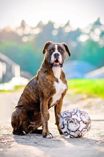 Retrato de perro boxeador alemán con fútbol . —  Fotos de Stock