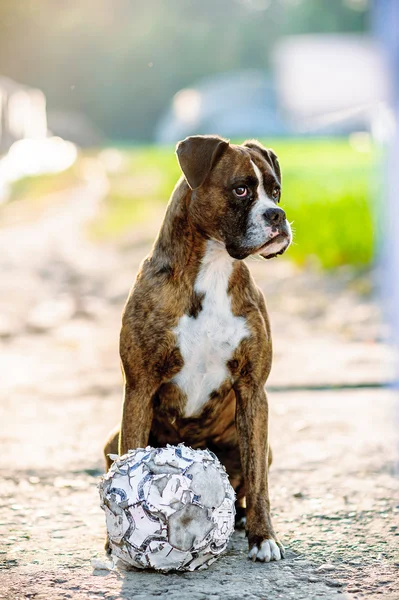 Tysk boxare hund porträtt med fotboll. — Stockfoto