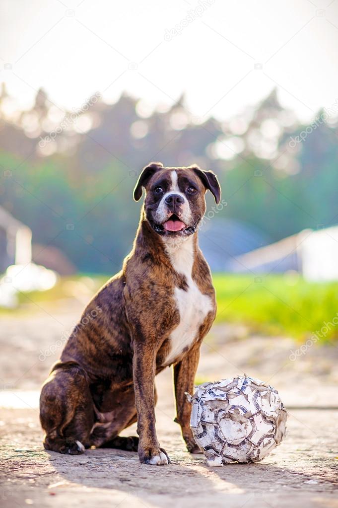 German boxer dog portrait with football.