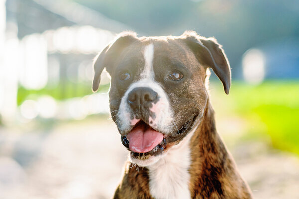 German boxer dog portrait