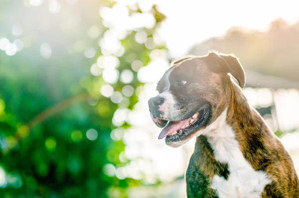 Retrato de perro boxeador alemán —  Fotos de Stock