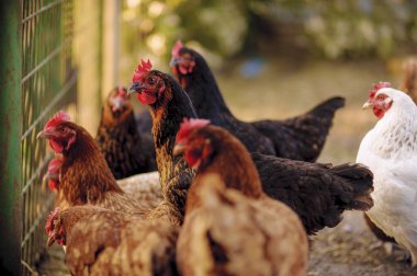 Geleneksel serbest kümes hayvanları çiftçiliği